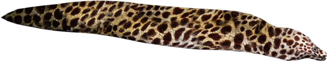 Spotted Moray Eel Isolated PNG