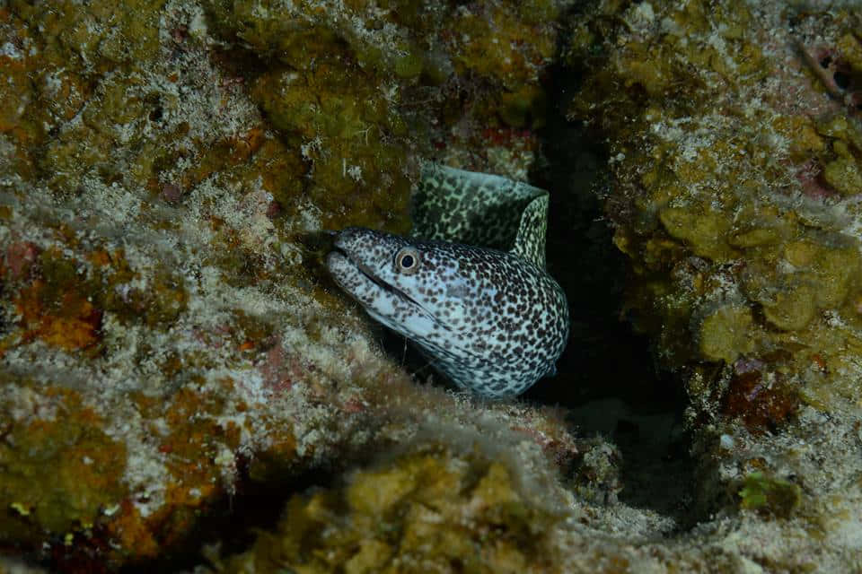 Spotted Moray Eel Peeking Out From Rocky Crevice.jpg Wallpaper