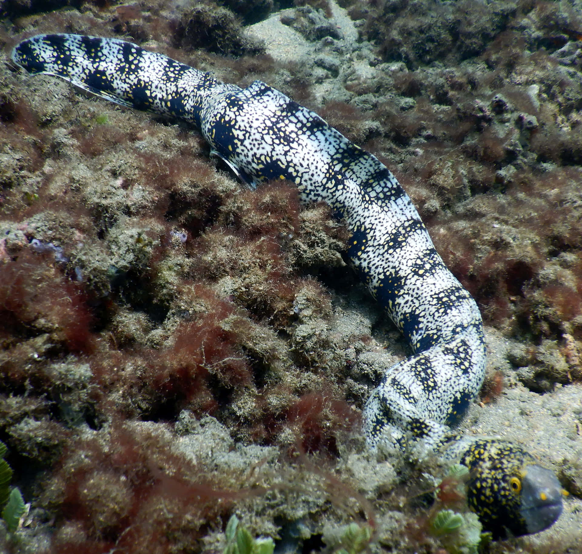 Spotted Moray Eelon Reef Wallpaper