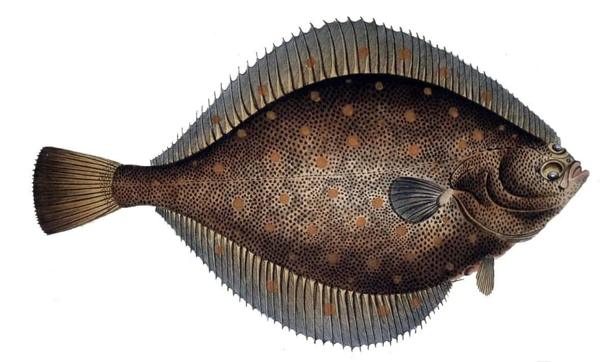 Spotted Plaice Illustration Wallpaper