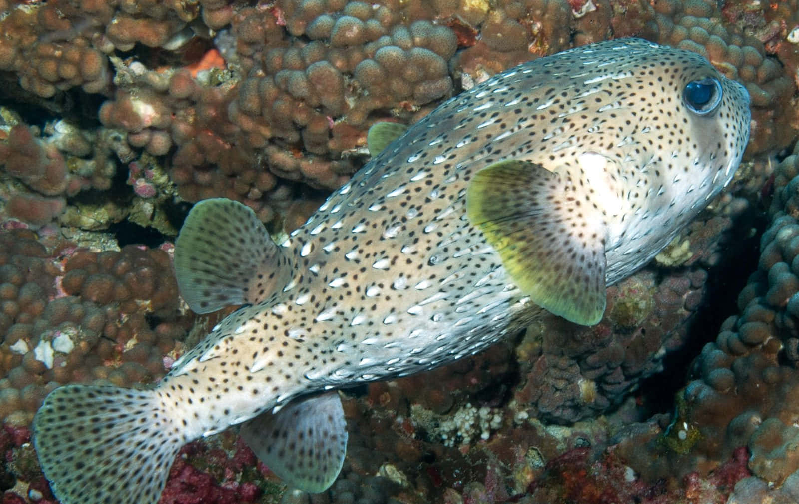 Poisson Porc-épic Tacheté Dans Le Récif Corallien Fond d'écran