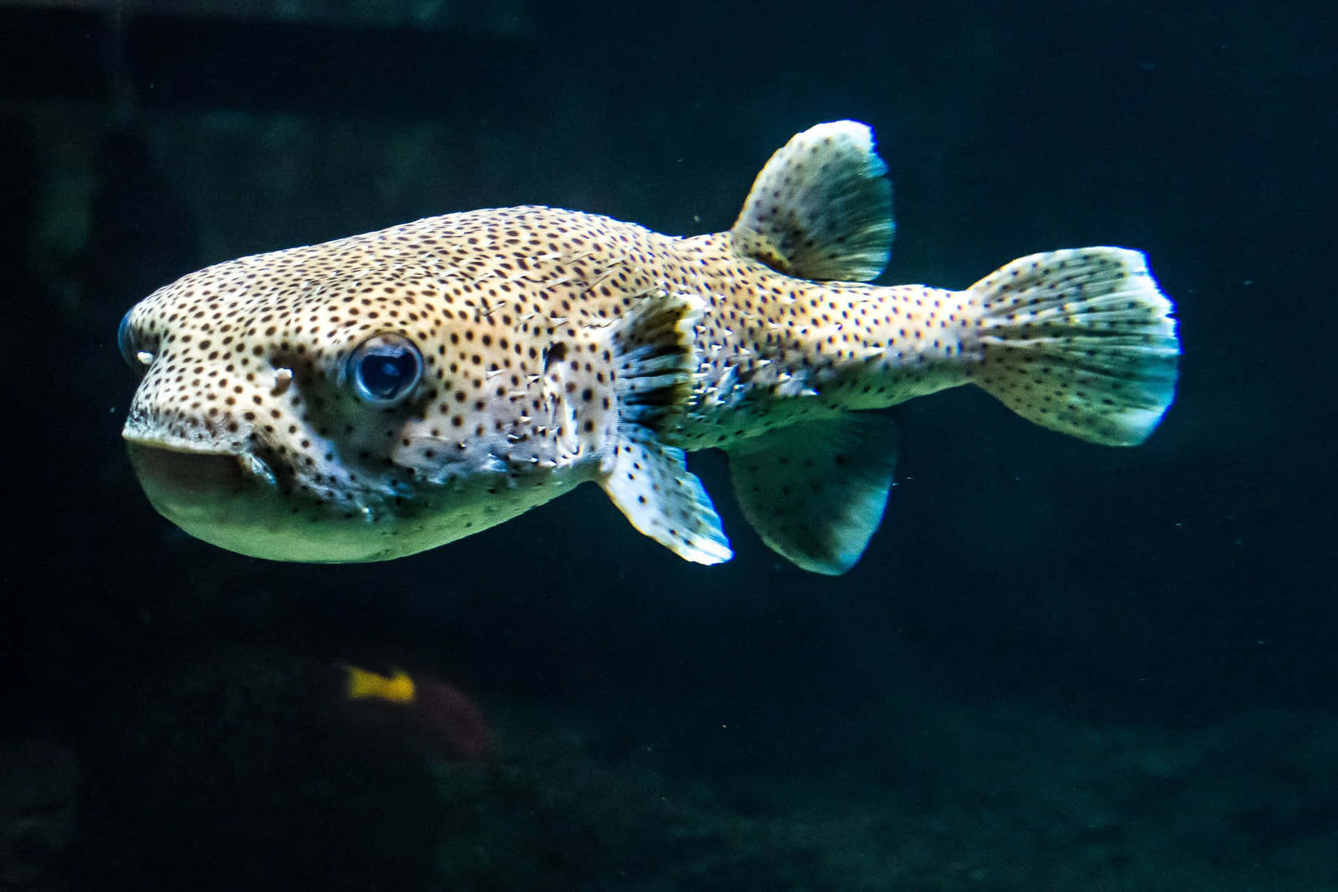 Spotted Porcupinefish Swimming Wallpaper