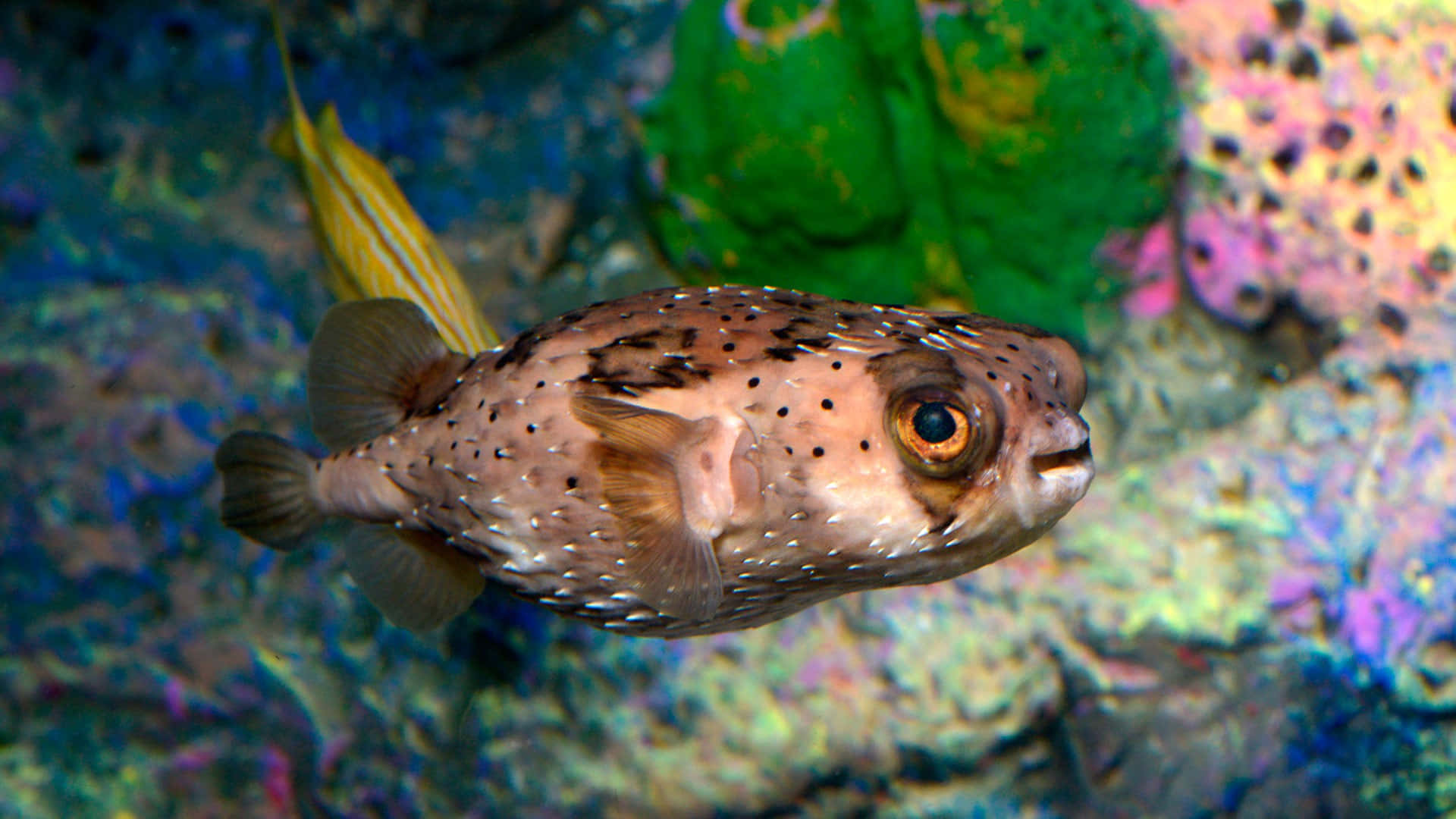 Spotted Porcupinefish Swimming Wallpaper