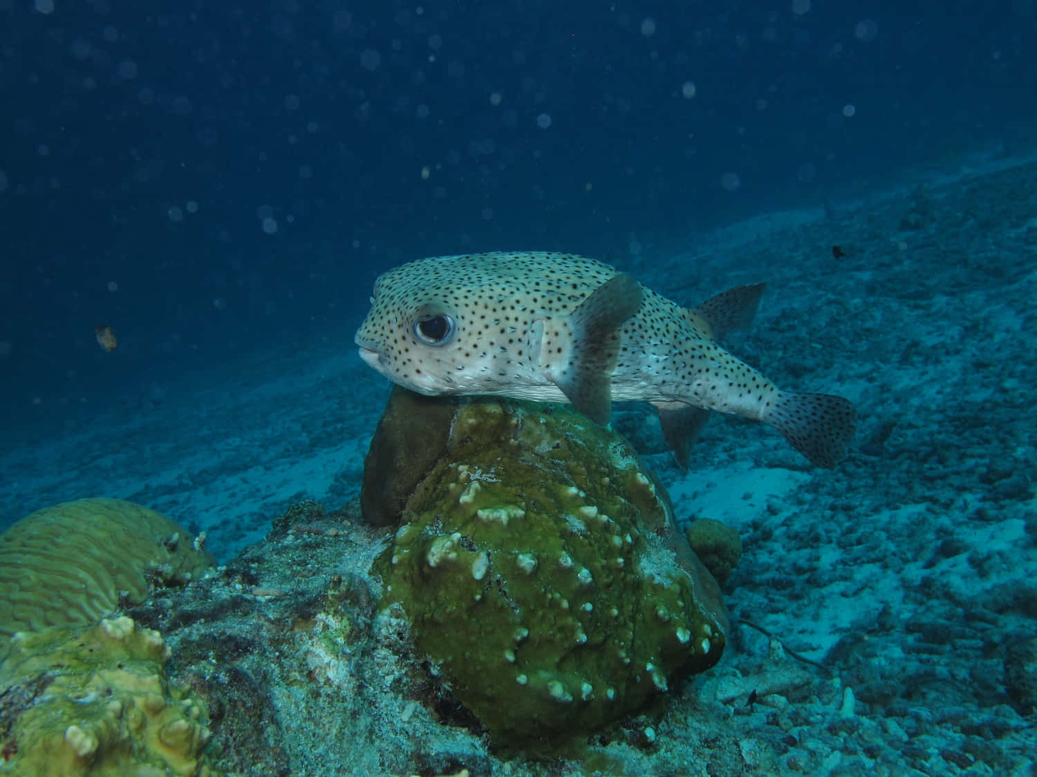 Spotted Porcupinefish Underwater Wallpaper