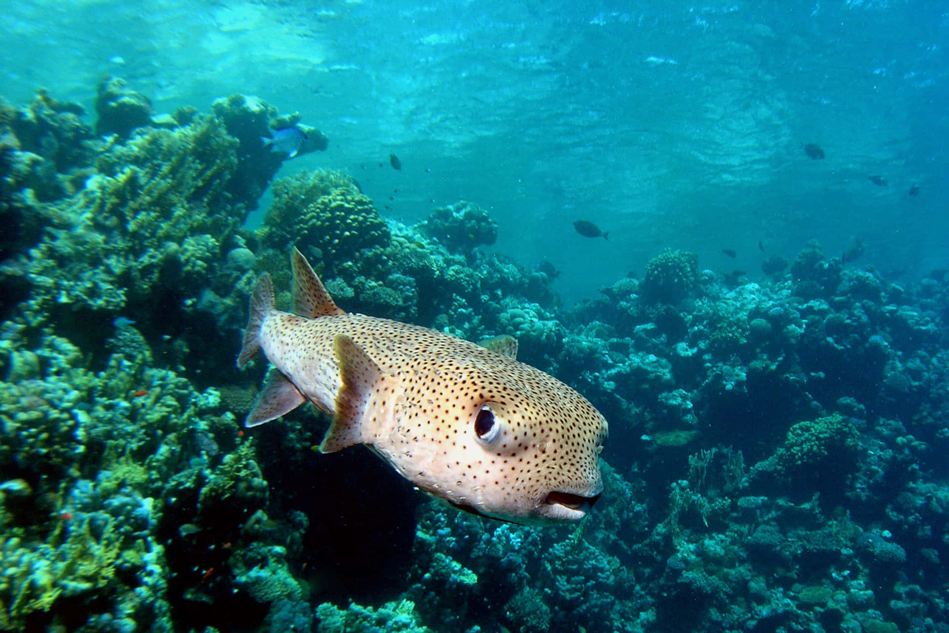 Spotted Porcupinefish Underwater Wallpaper