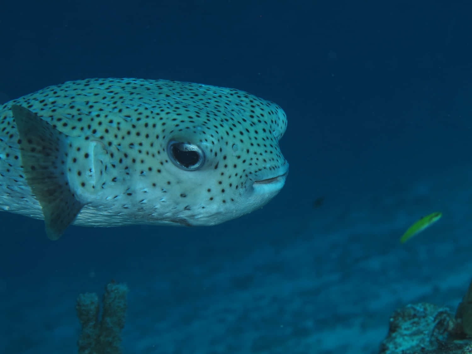 Spotted Porcupinefish Underwater Wallpaper