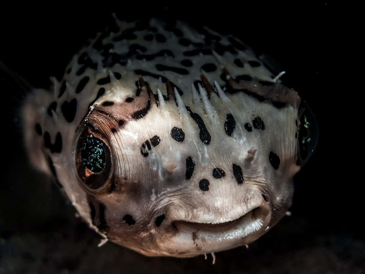 Spotted Pufferfish Closeup Wallpaper