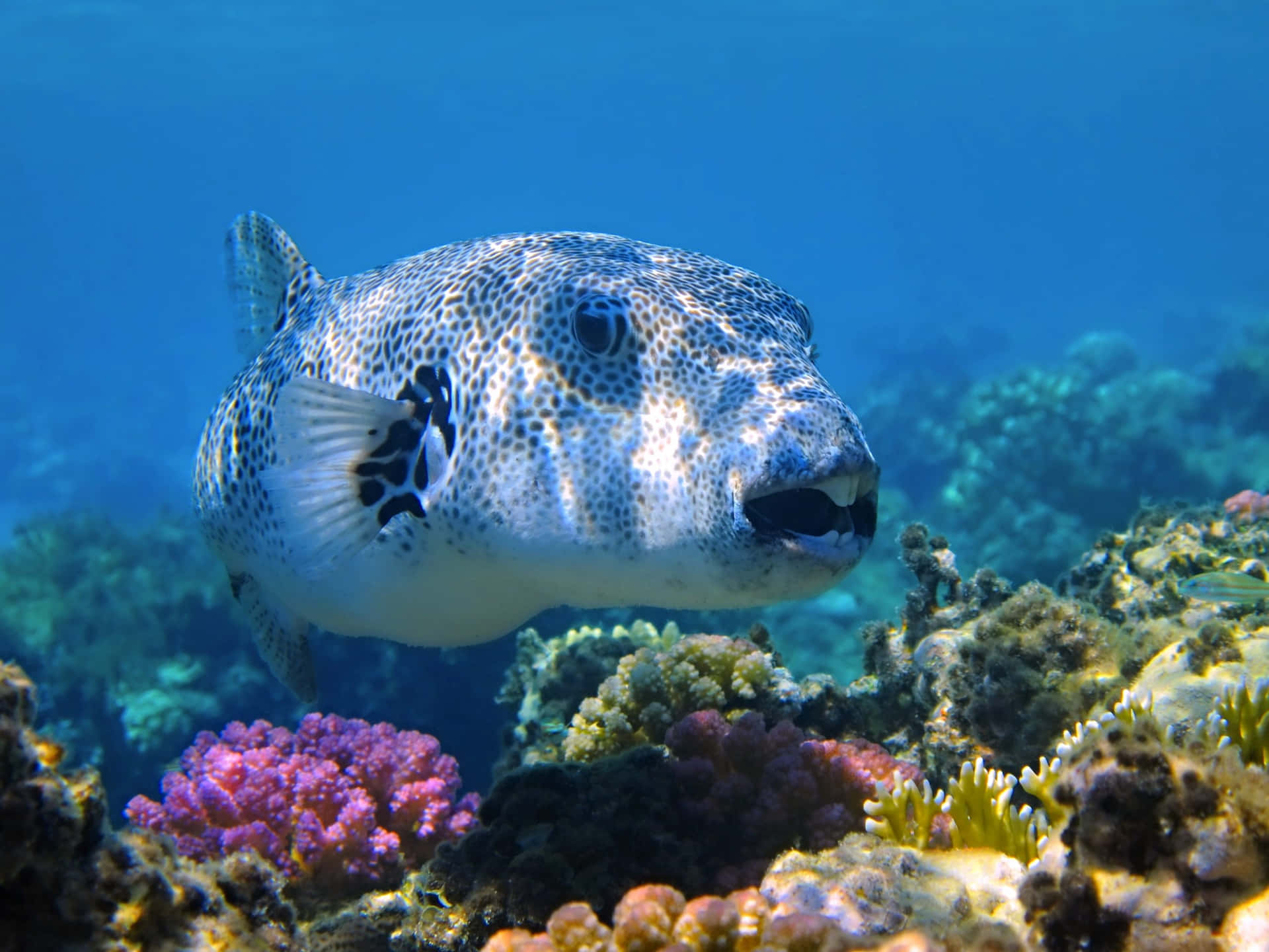 Spotted Pufferfish Coral Reef Wallpaper