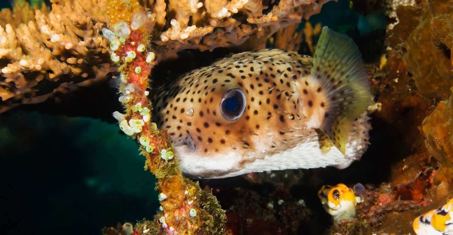 Spotted Pufferfish In Coral Reef.jpg Wallpaper