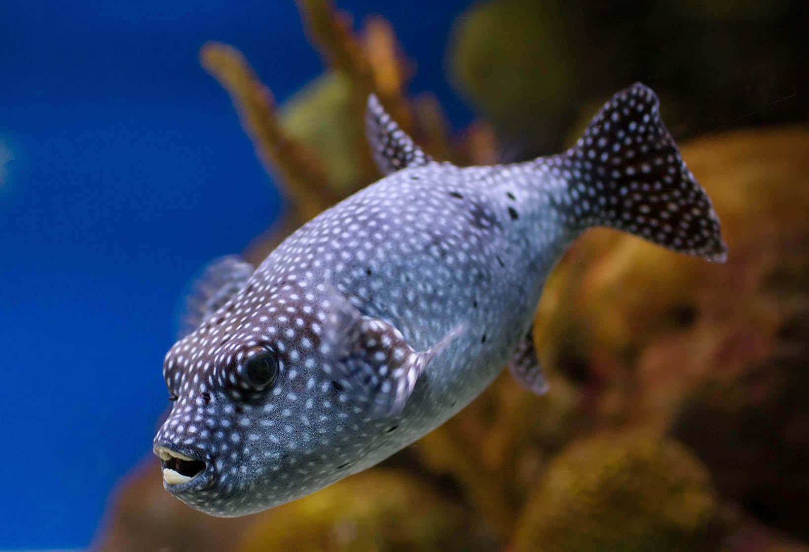 Spotted Pufferfish Swimming Aquarium Wallpaper