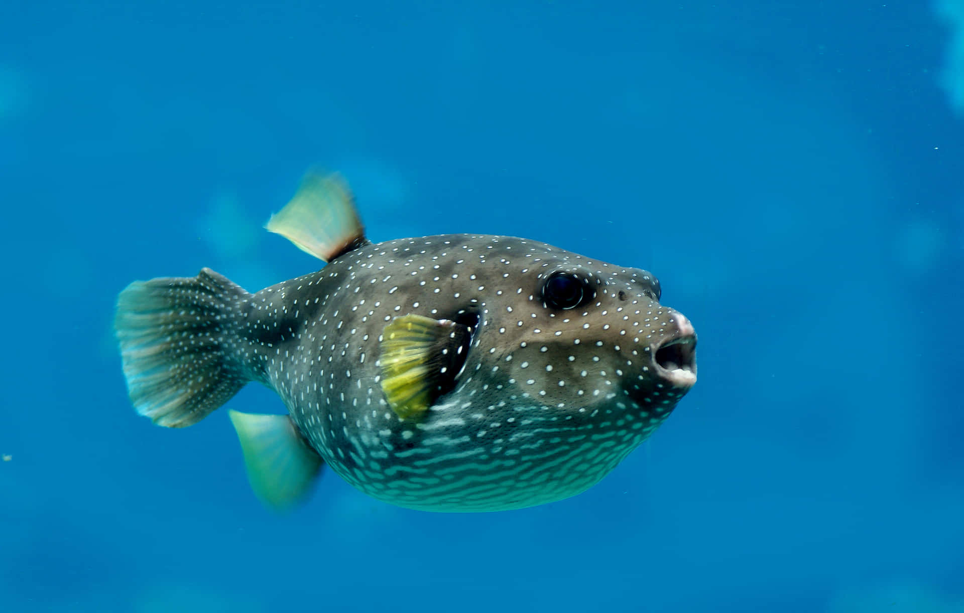 Spotted Pufferfish Swimming Blue Water Wallpaper