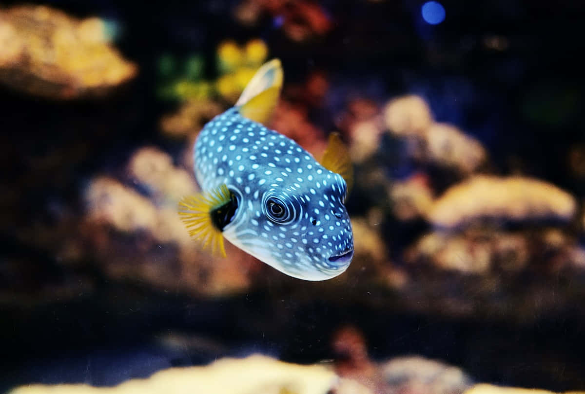 Spotted Pufferfish Swimming Wallpaper