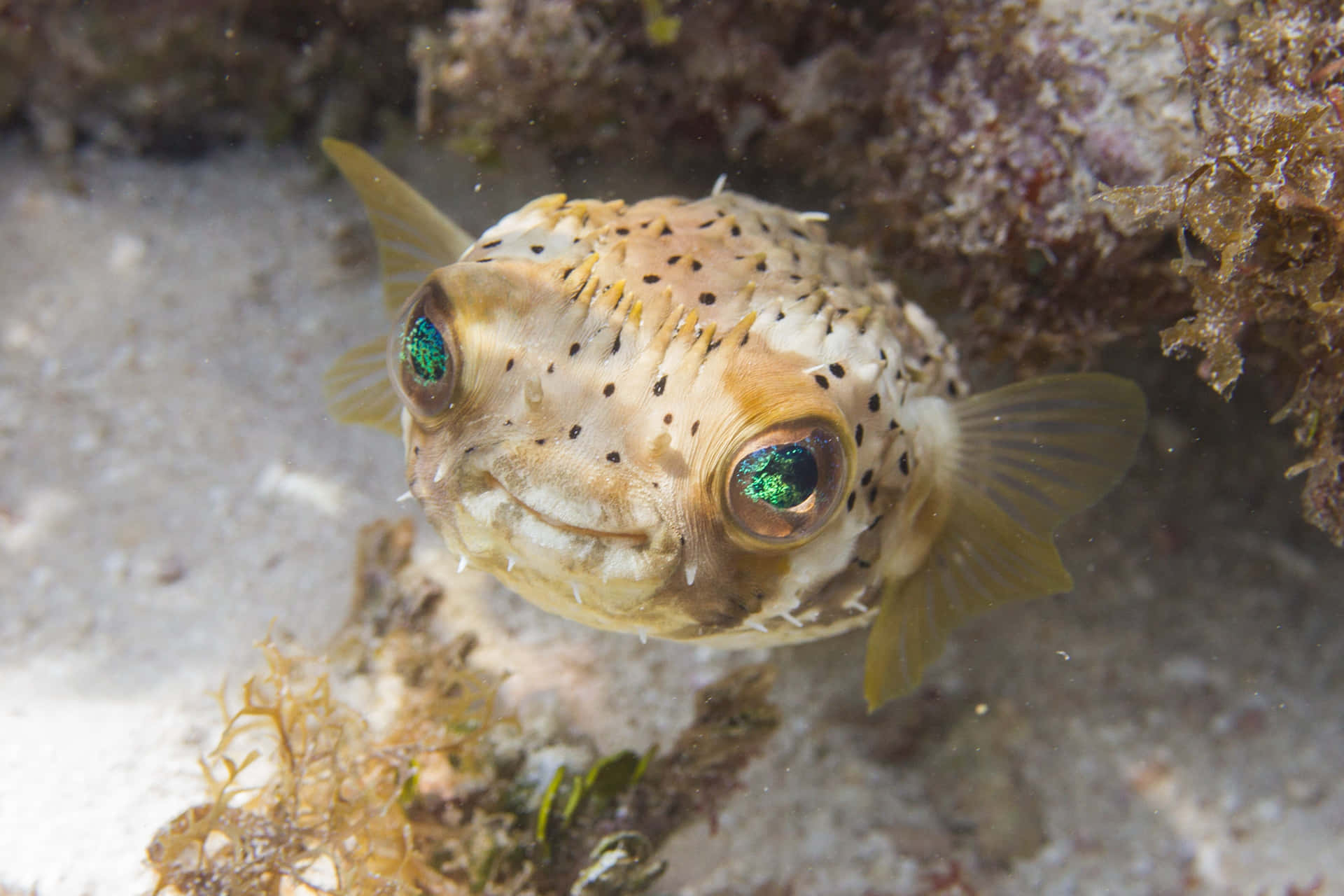 Spotted Pufferfish Underwater Wallpaper