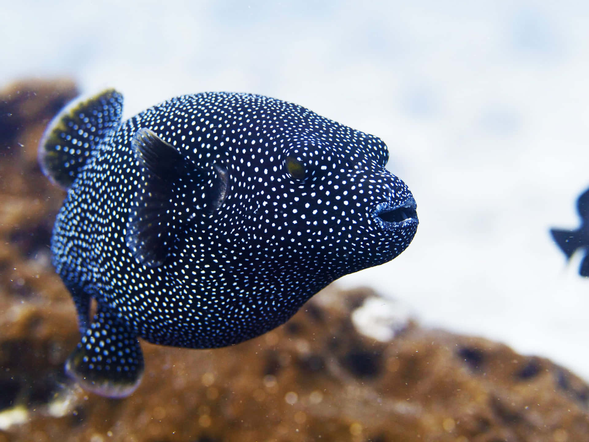 Prikkete Pufferfisk Under Vann Bakgrunnsbildet