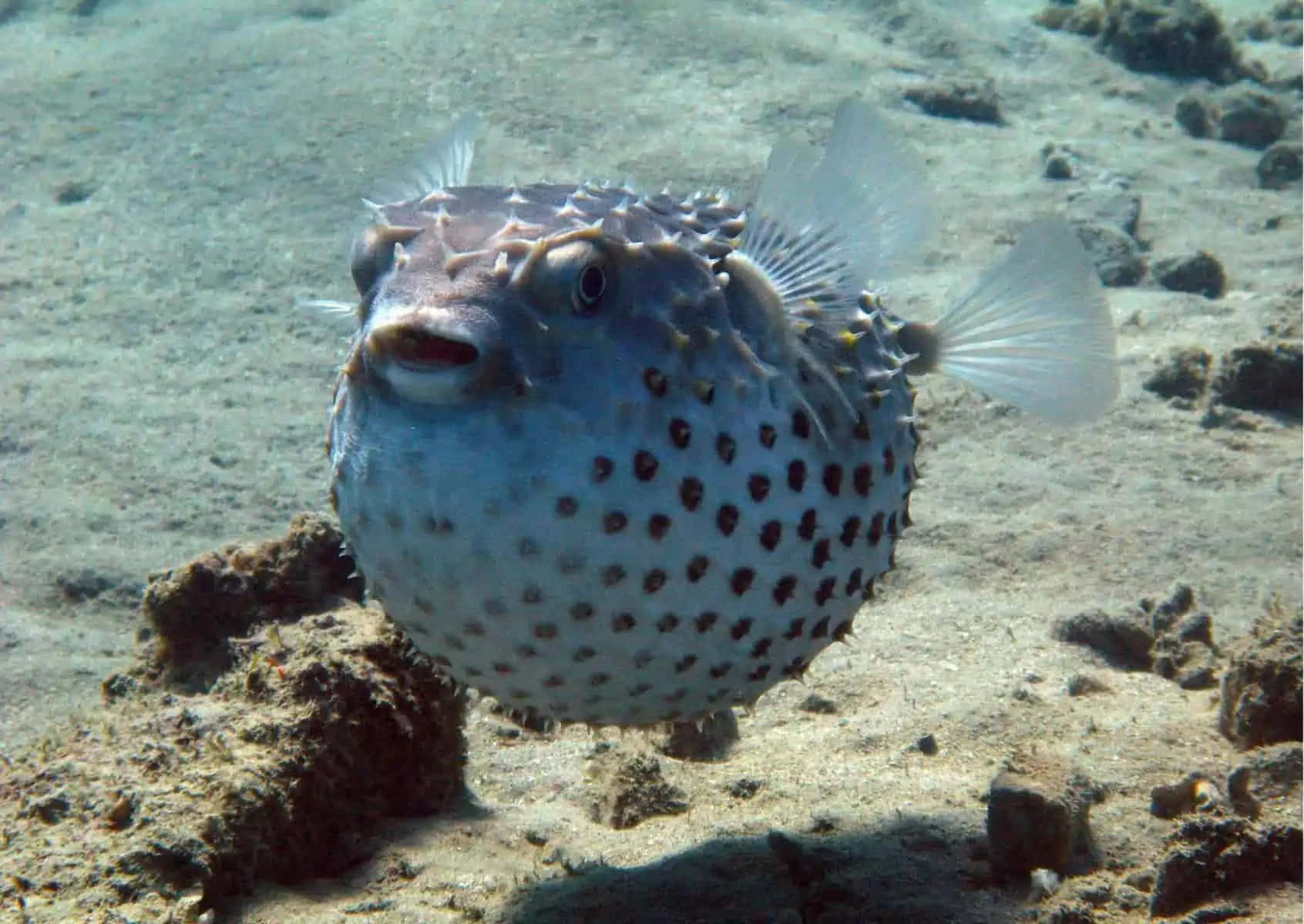 Prikket Pufferfisk Under Vann Bakgrunnsbildet