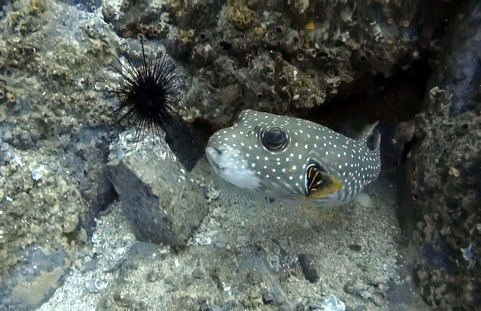 Spotted Pufferfishand Sea Urchin Underwater Wallpaper