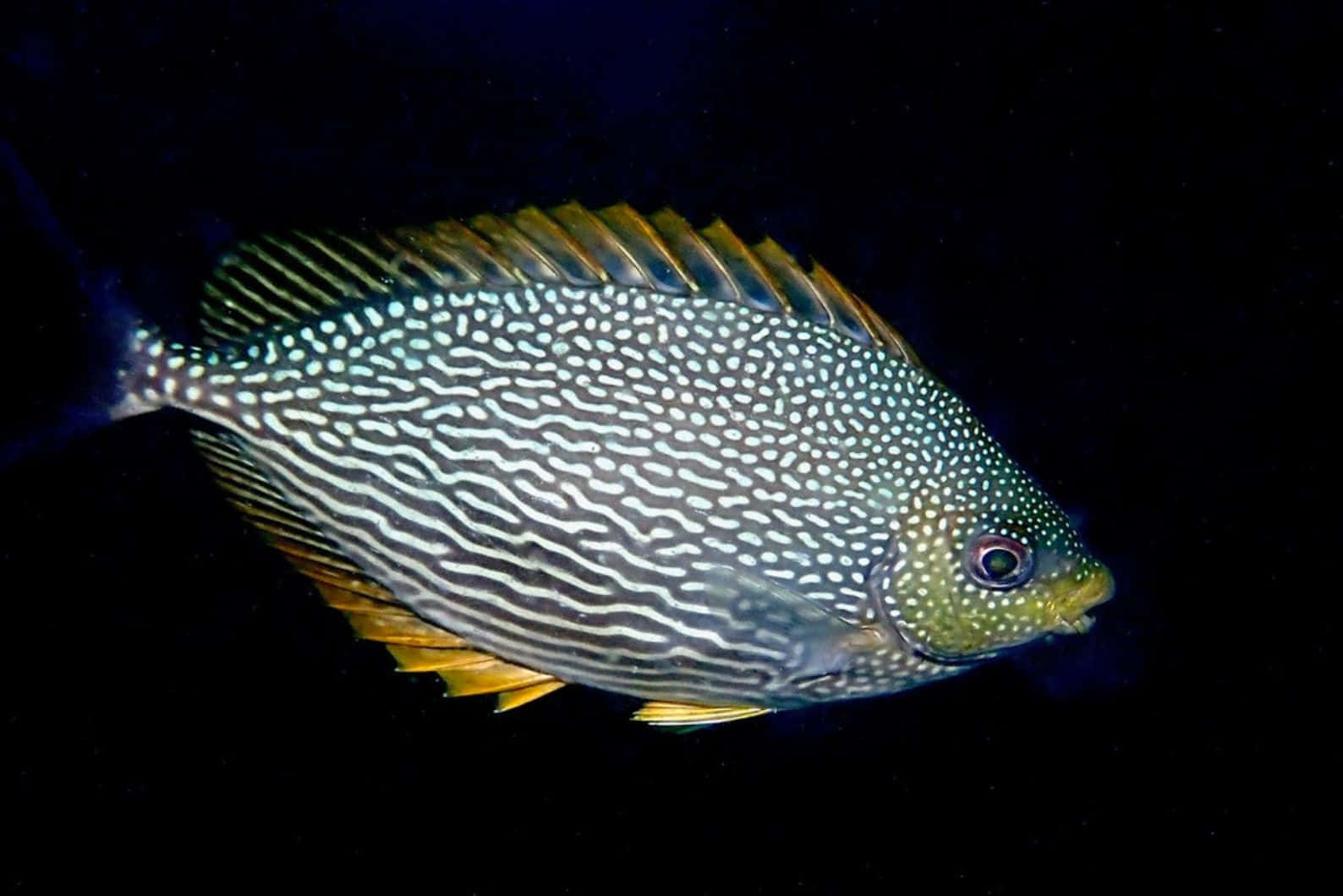 Spotted Rabbitfish In Dark Waters Wallpaper