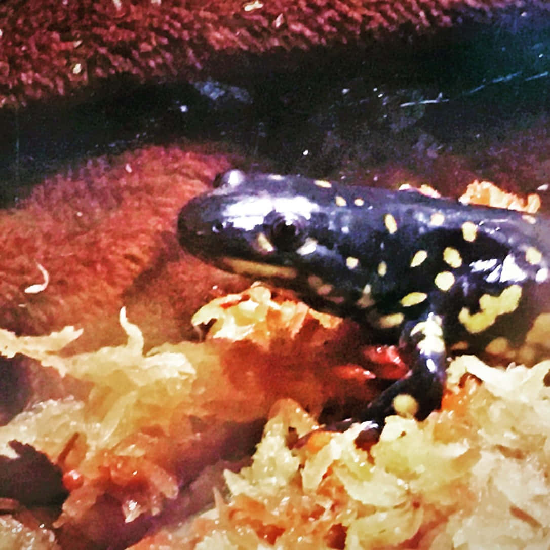 Spotted Salamander Close Up Wallpaper