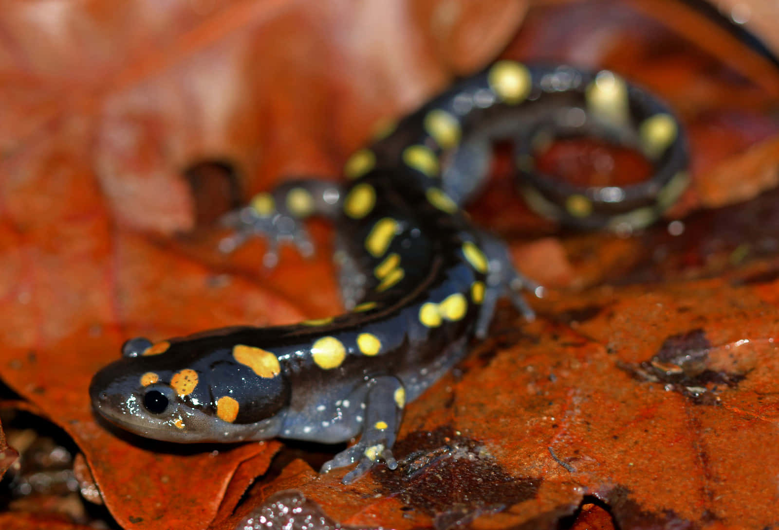 Spotted Salamanderon Fall Leaves Wallpaper