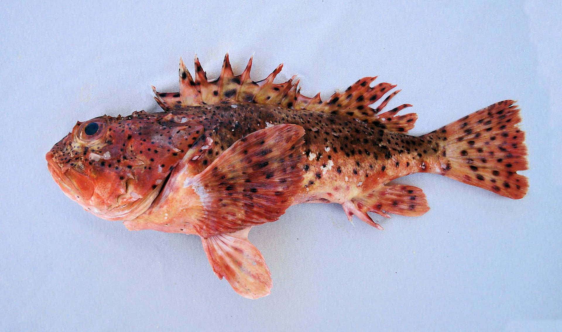 Poisson Scorpion Tacheté En Exposition Fond d'écran