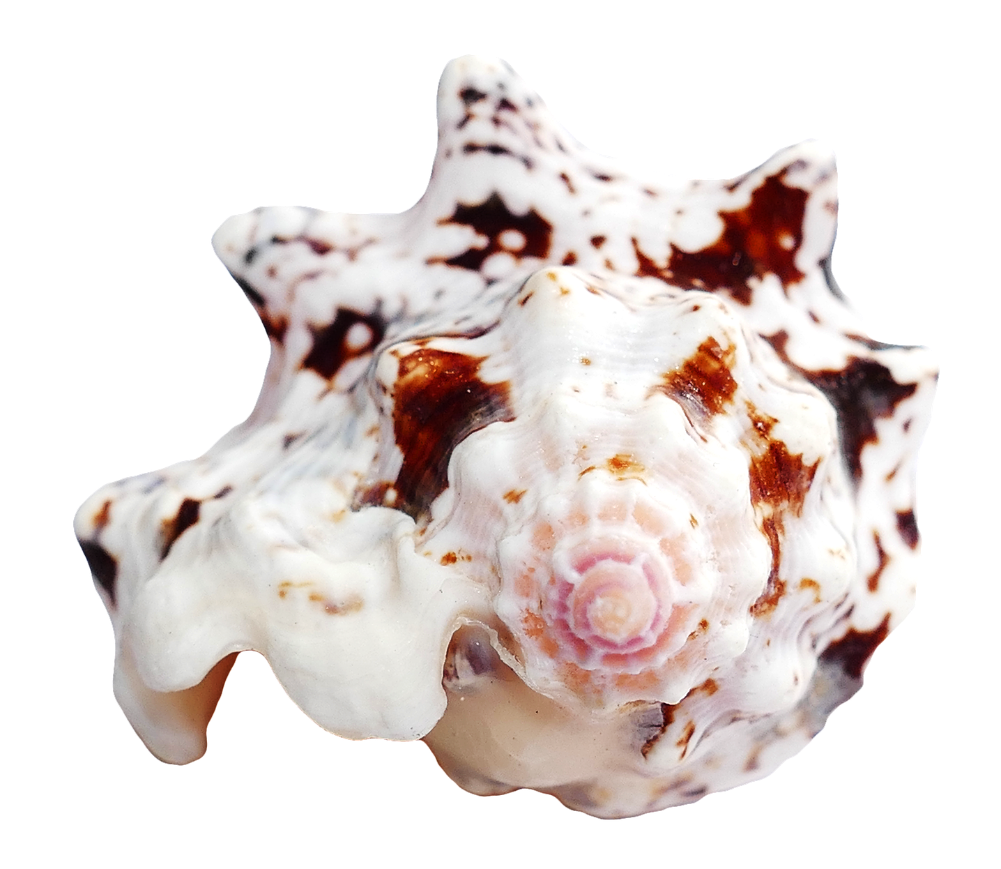 Spotted Sea Shell Isolated PNG