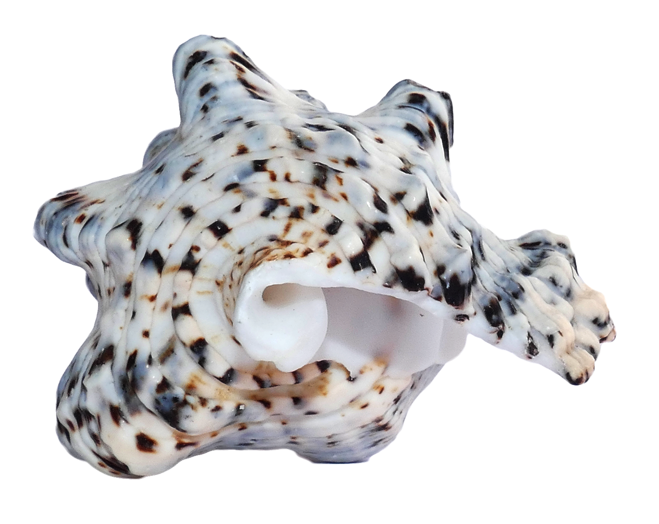 Spotted Sea Shell PNG