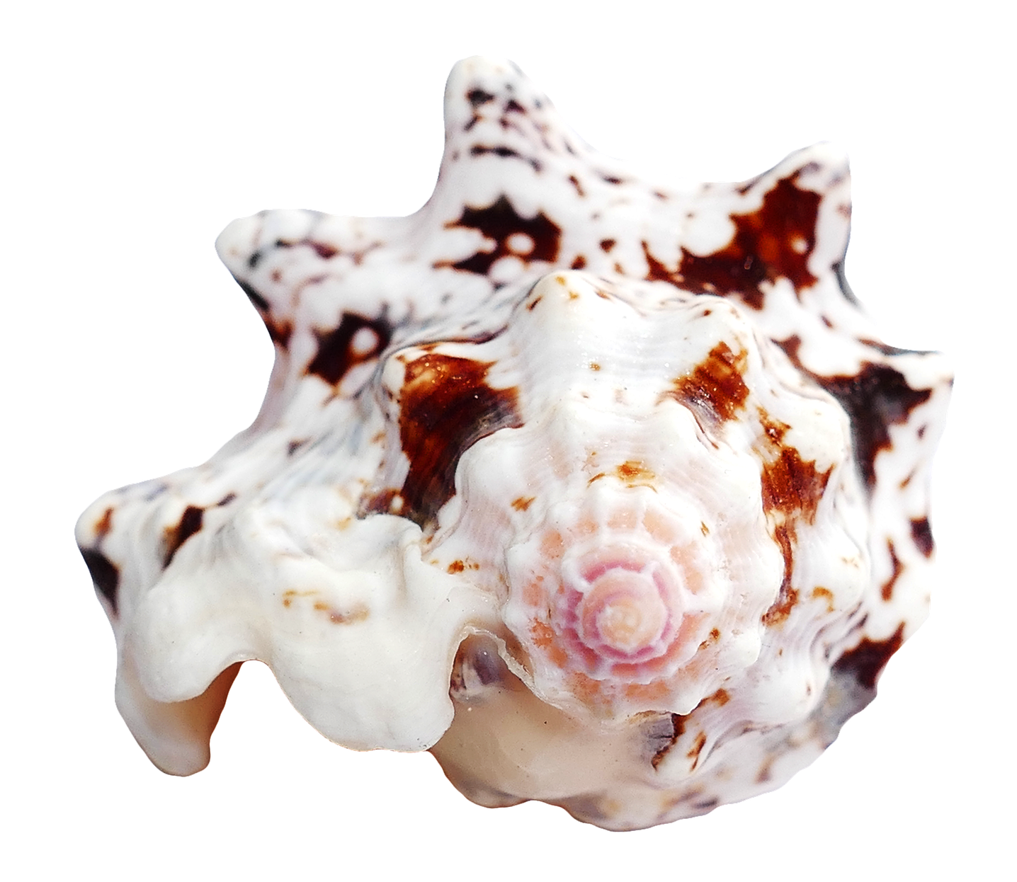 Spotted Sea Shell PNG