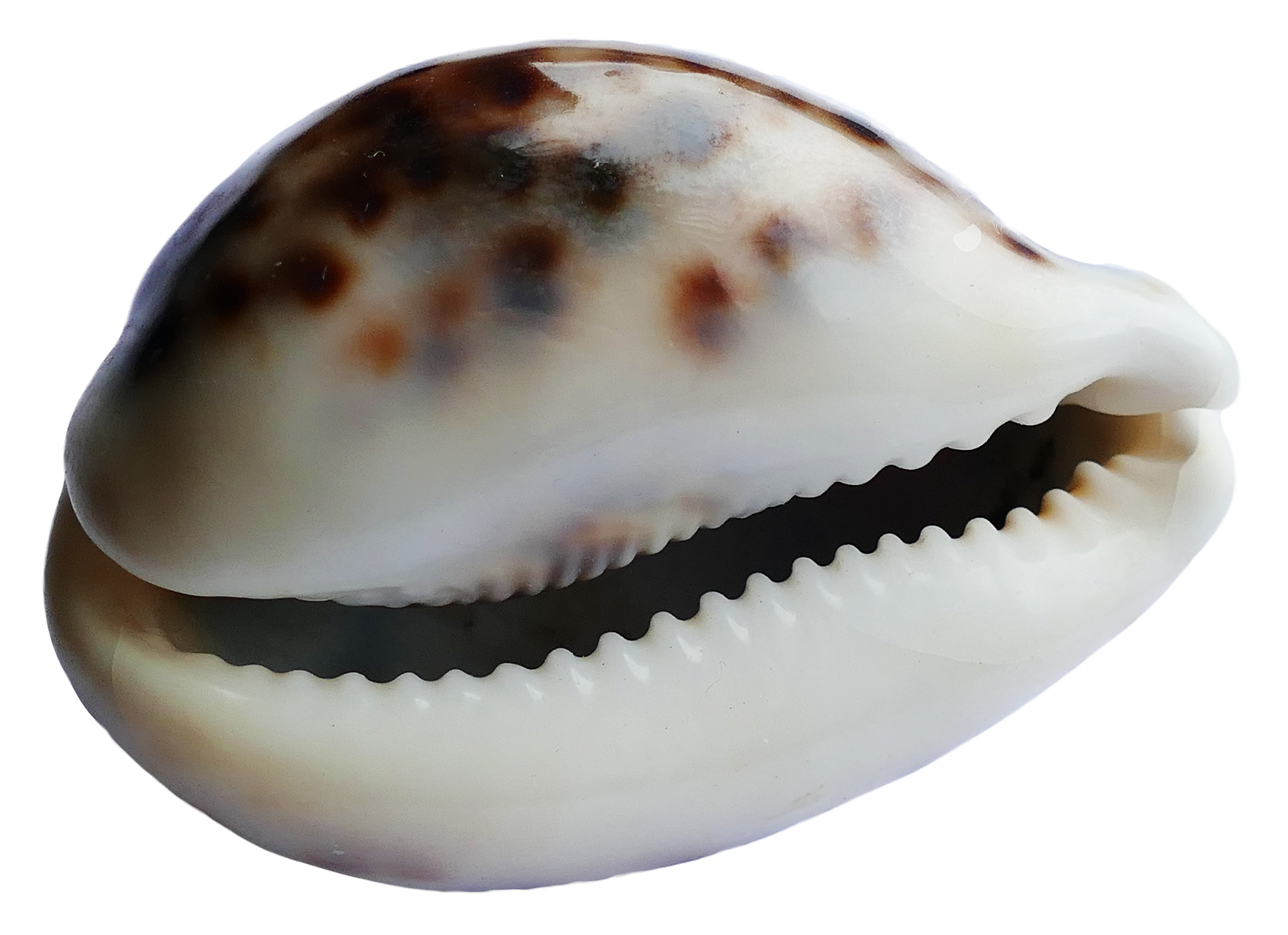 Spotted Sea Shell With Teeth Like Opening PNG