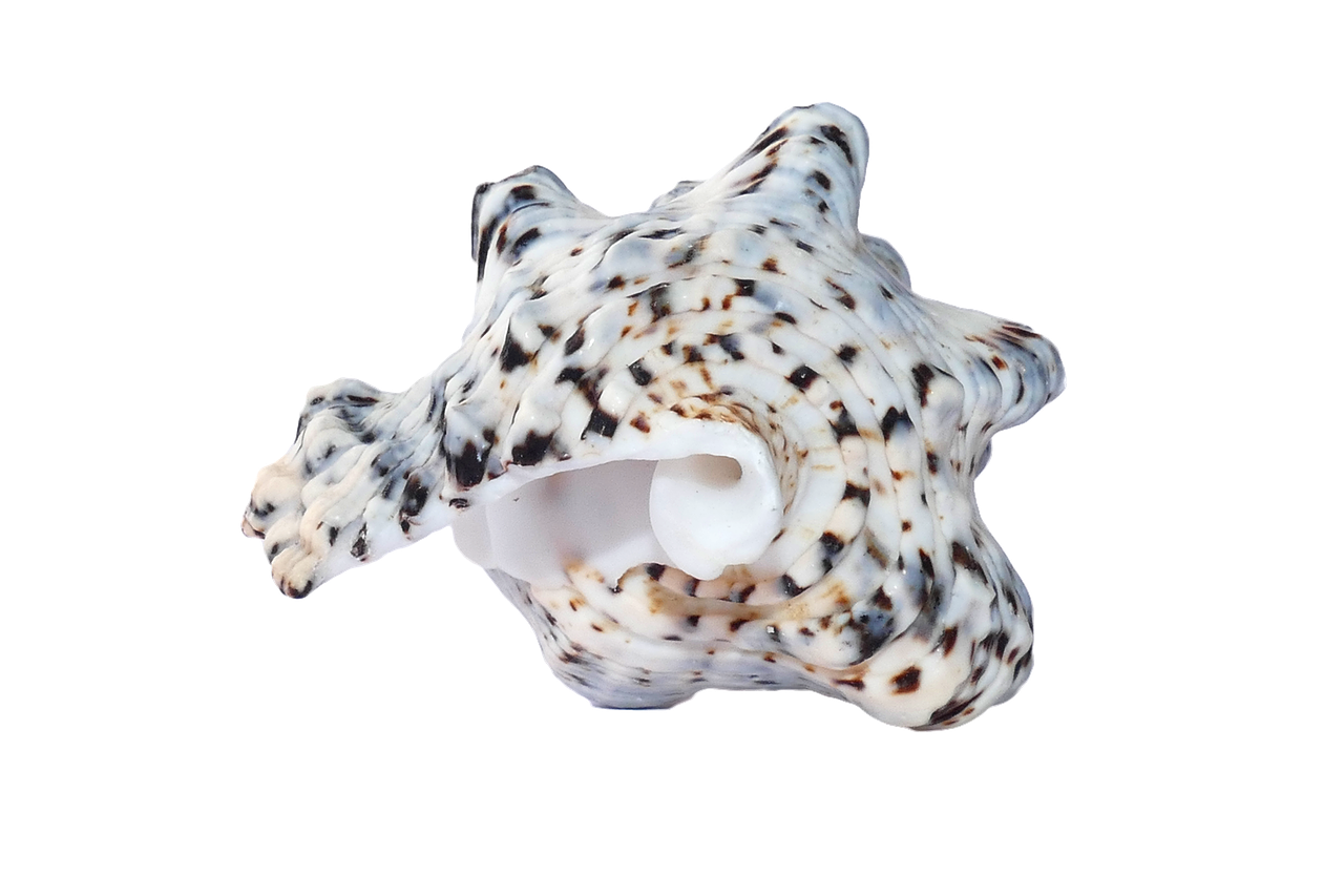 Spotted Sea Shellon Black Background PNG