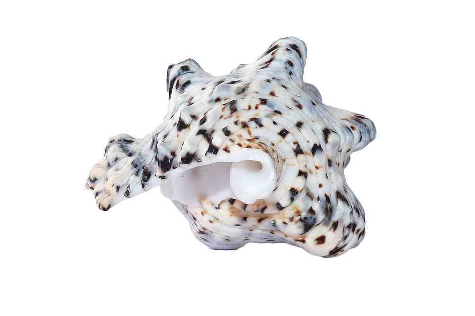 Spotted Sea Shellon Transparent Background PNG