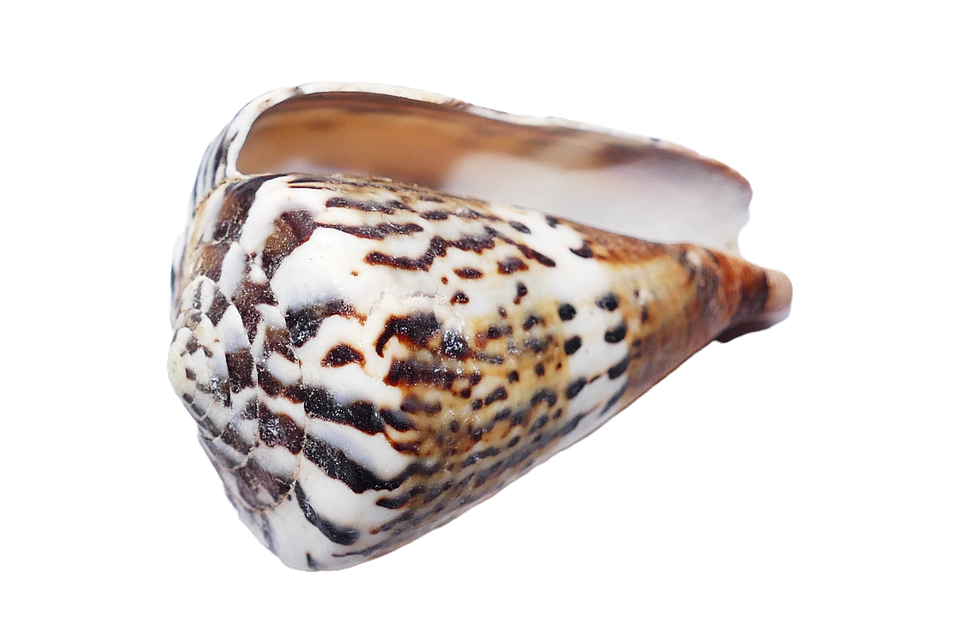 Spotted Seashell Isolated Background PNG