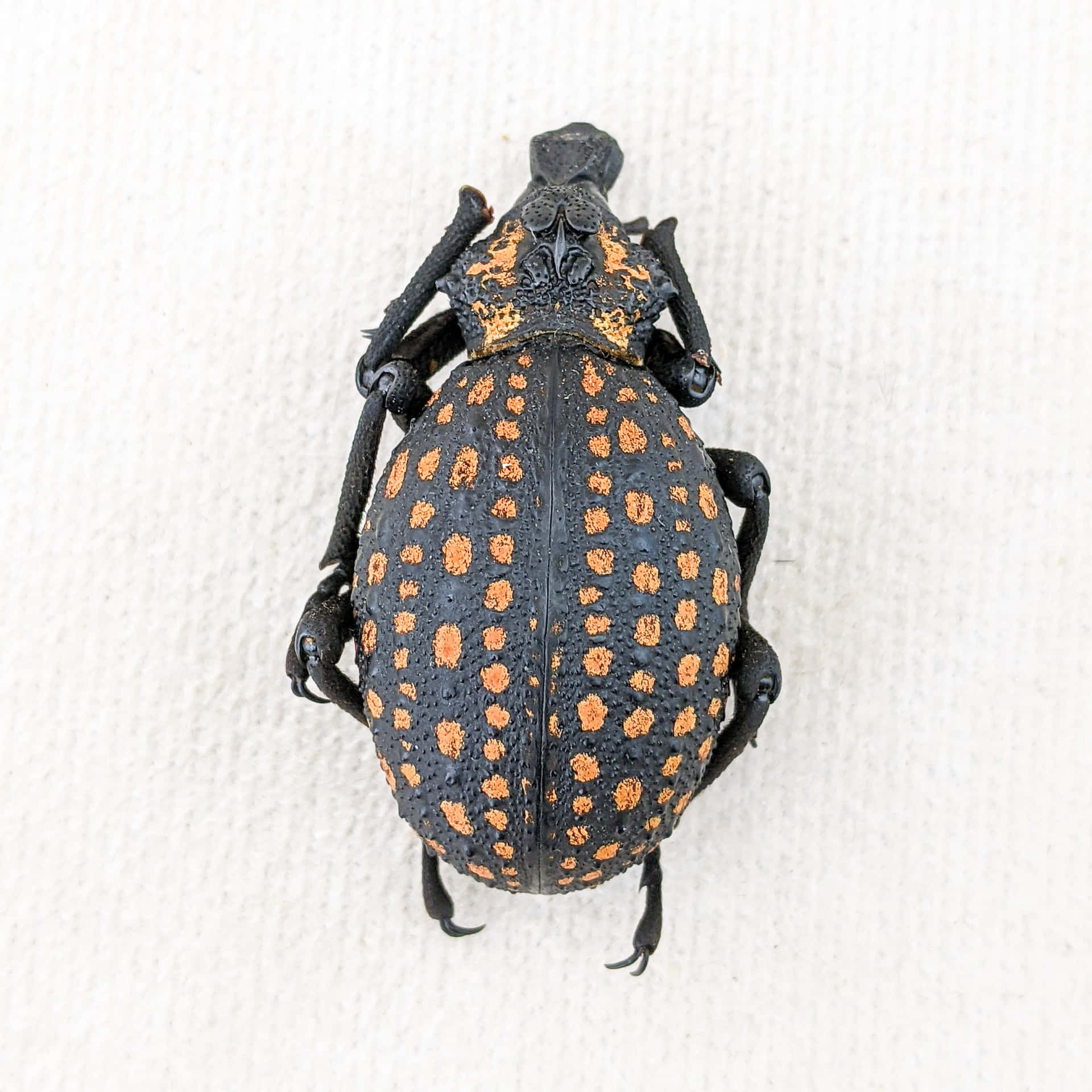 Spotted Snout Beetle Top View Wallpaper