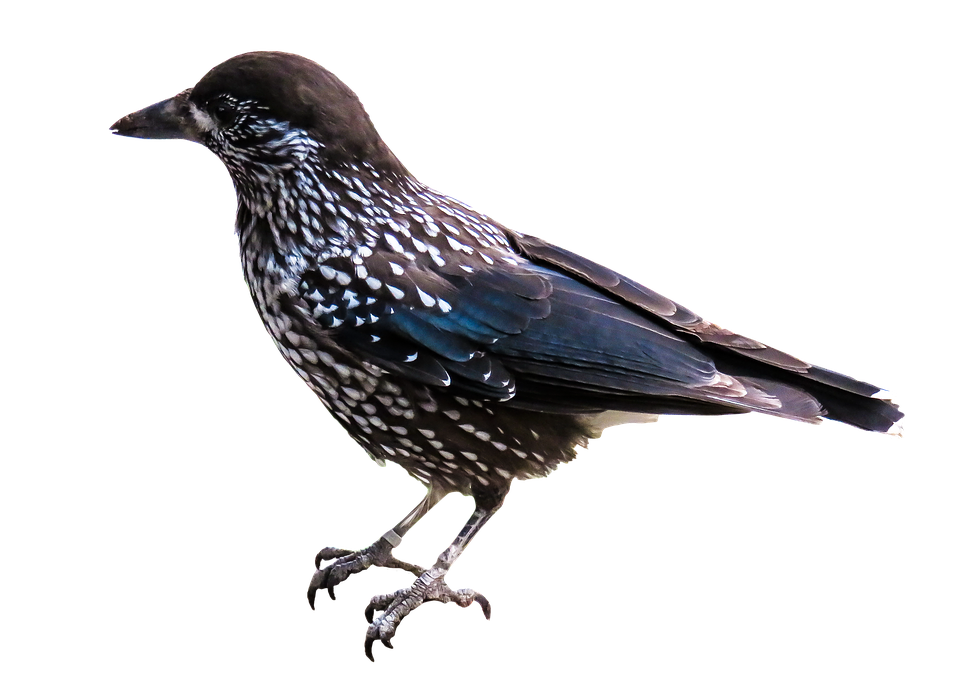 Spotted Starling Profile PNG