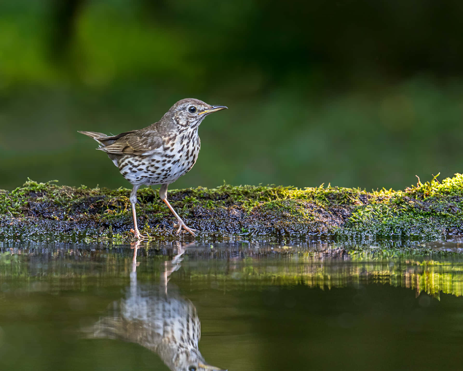 Spotted Thrush Beside Water Reflection Wallpaper