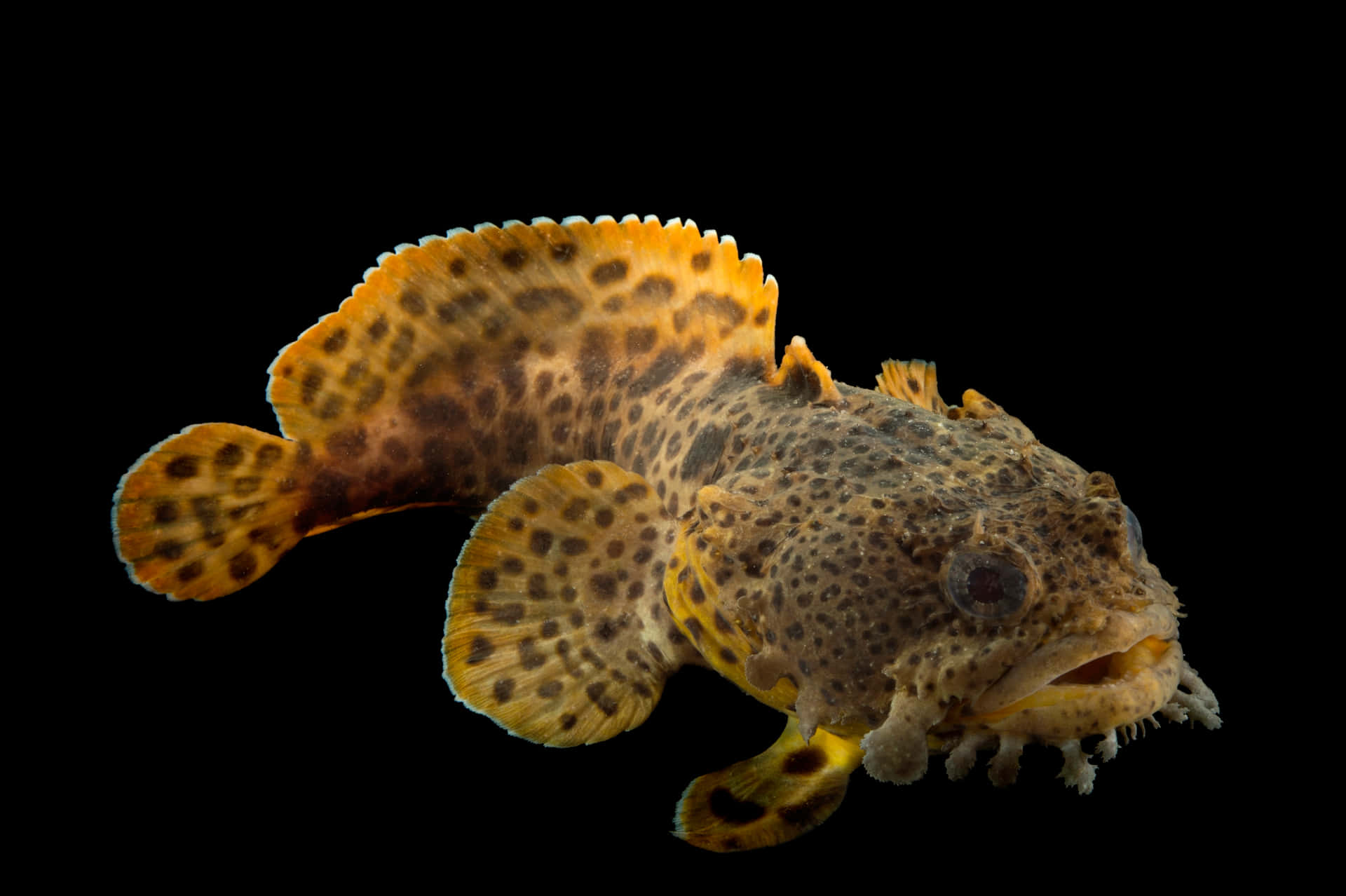 Gevlekte Toadfish Zwarte Achtergrond Achtergrond