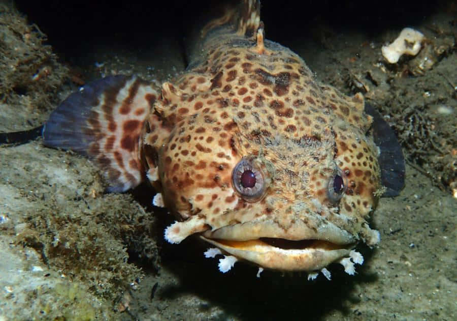 Spotted Toadfish On Seabed Wallpaper