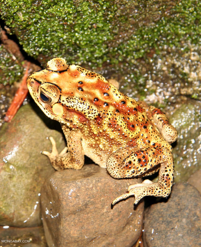 Katak Benar Yang Ditemukan Di Batu Wallpaper