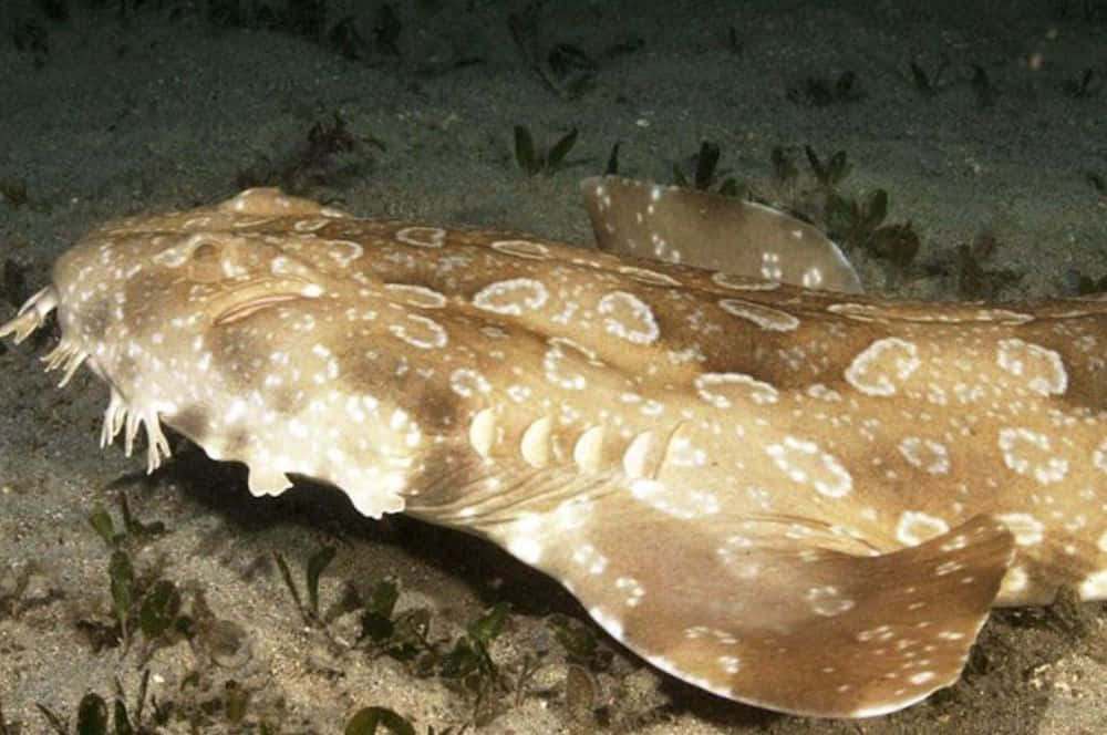 Spotted Wobbegong Sharkon Seabed.jpg Wallpaper