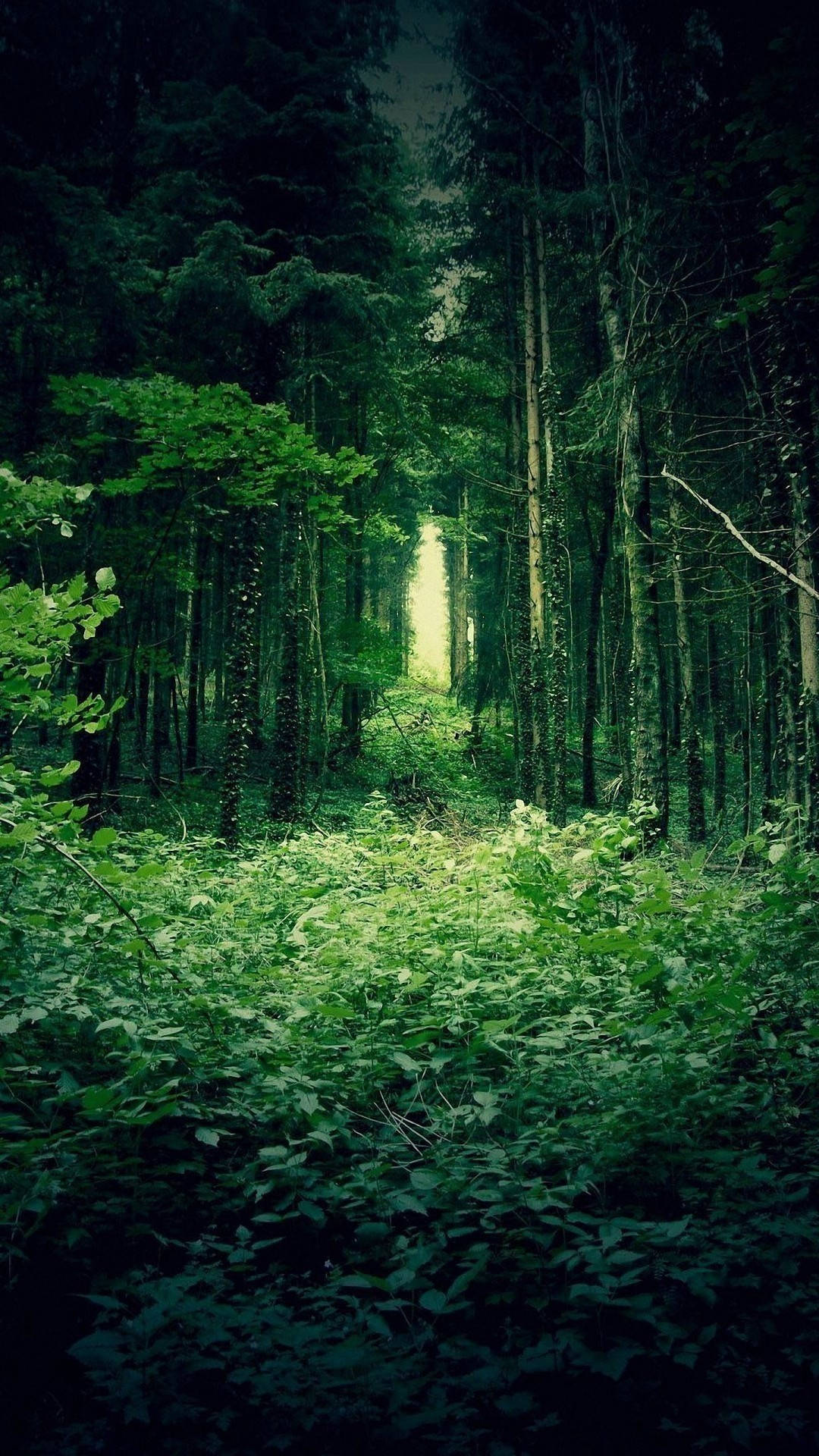 Ausdehnenderüppig Grüner Wald Iphone Wallpaper