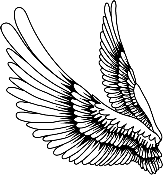 Spread Wings Line Art Drawing PNG