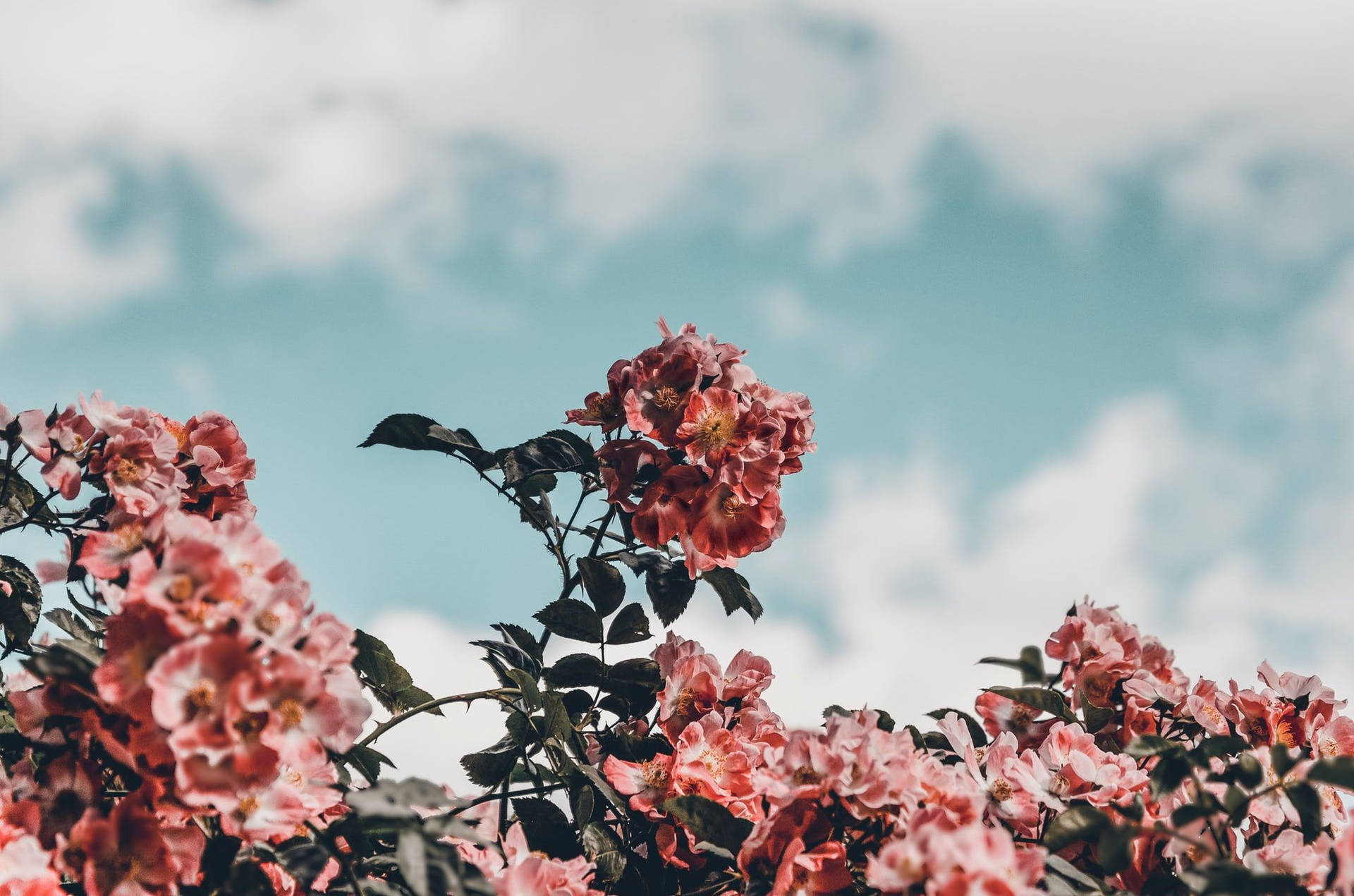 Spring Aesthetic Cloudy Day Wallpaper
