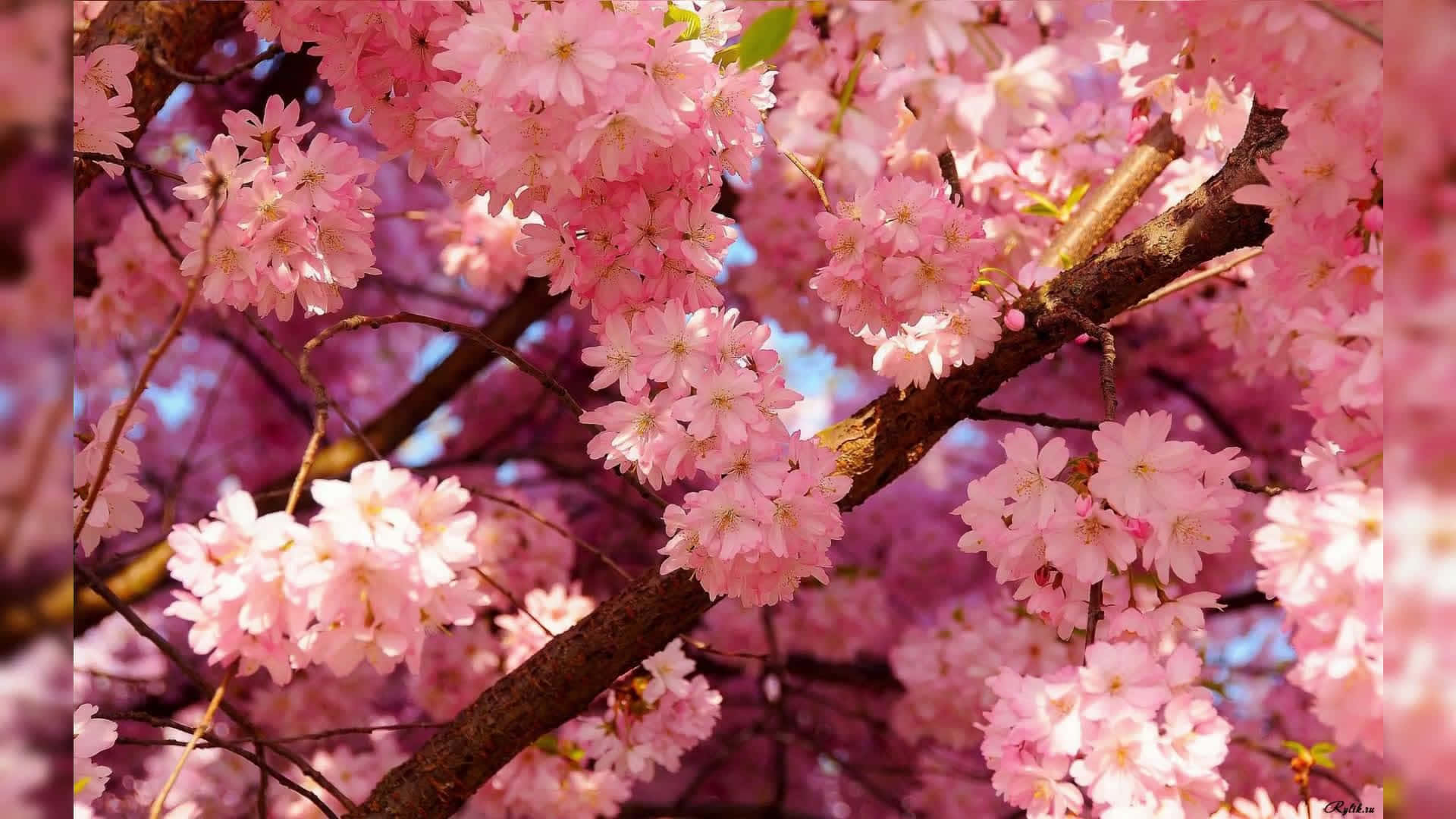 Enjoy the beauty of spring with this tranquil aesthetic desktop wallpaper Wallpaper