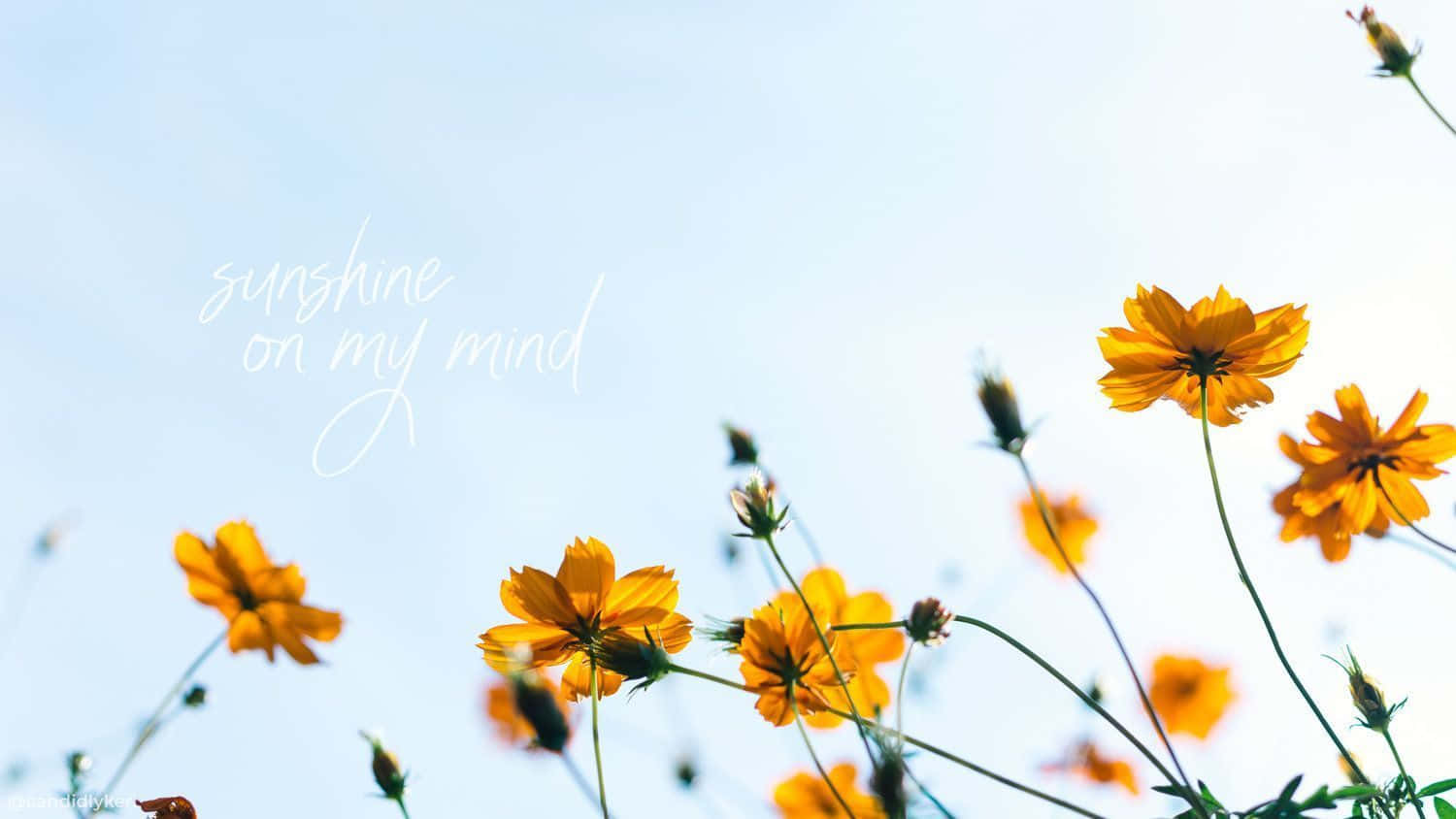 A Colorful and Bright Spring Aesthetic Desktop Wallpaper
