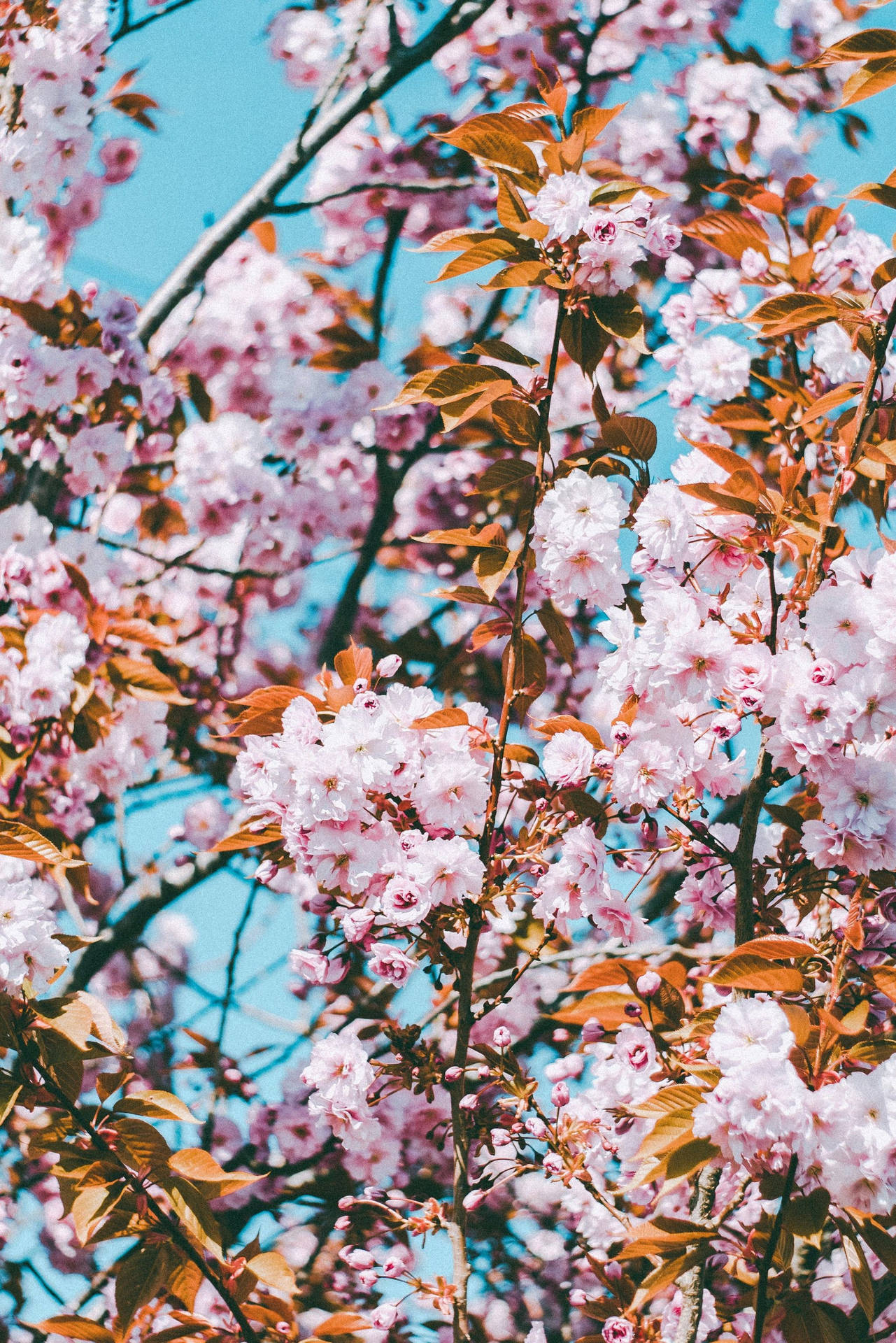 Forår Æstetisk Pink Kirsebær Blomster Wallpaper