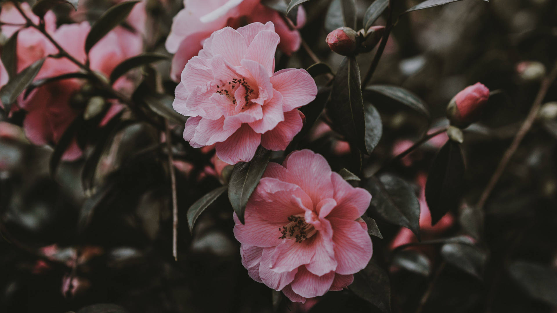 Estéticade Primavera: Arbusto De Rosa Silvestre Fondo de pantalla