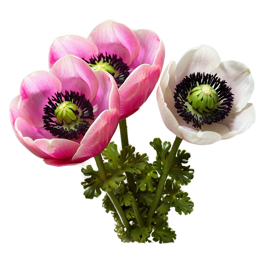 Spring Anemone Bloom Png 06272024 PNG