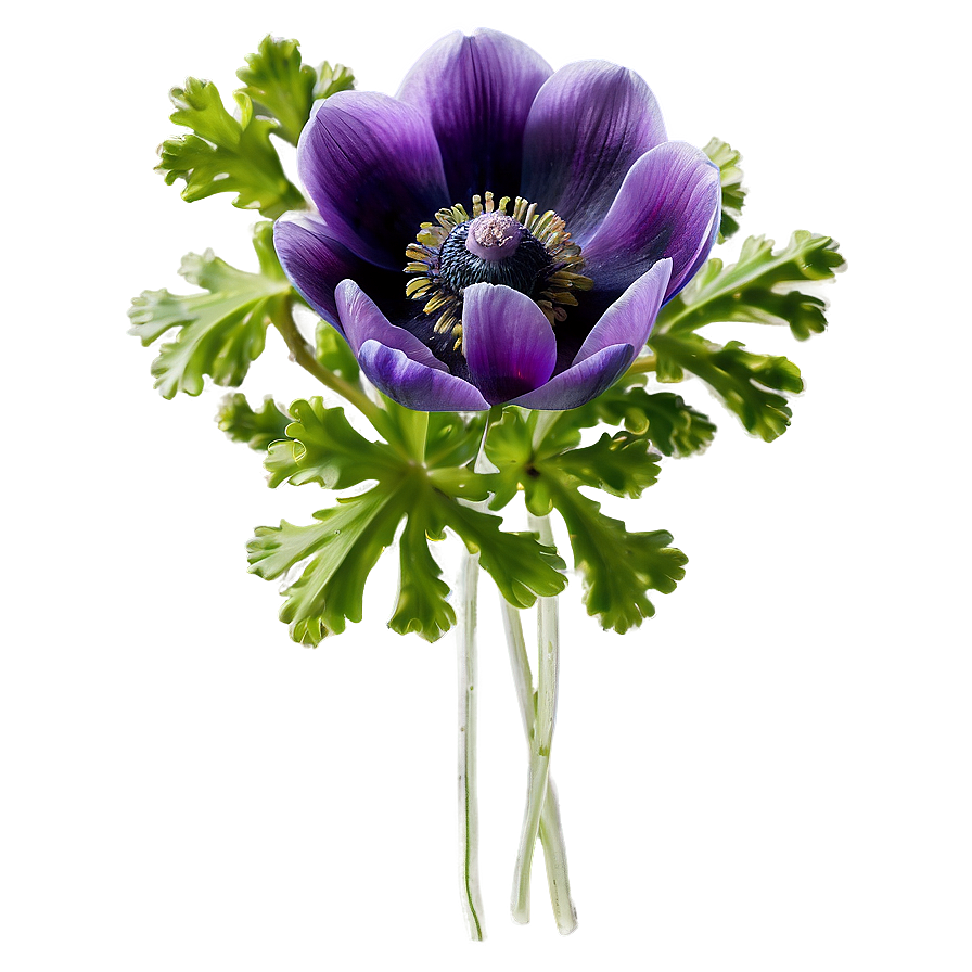 Spring Anemone Bloom Png 24 PNG