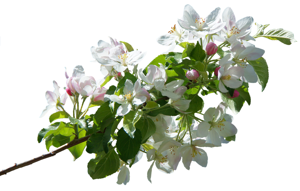 Spring Apple Blossom Branch PNG
