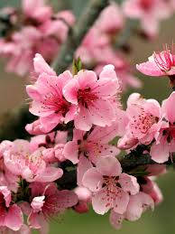 Spring Apple Tree Pink Blossoms Apple Flower Wallpaper