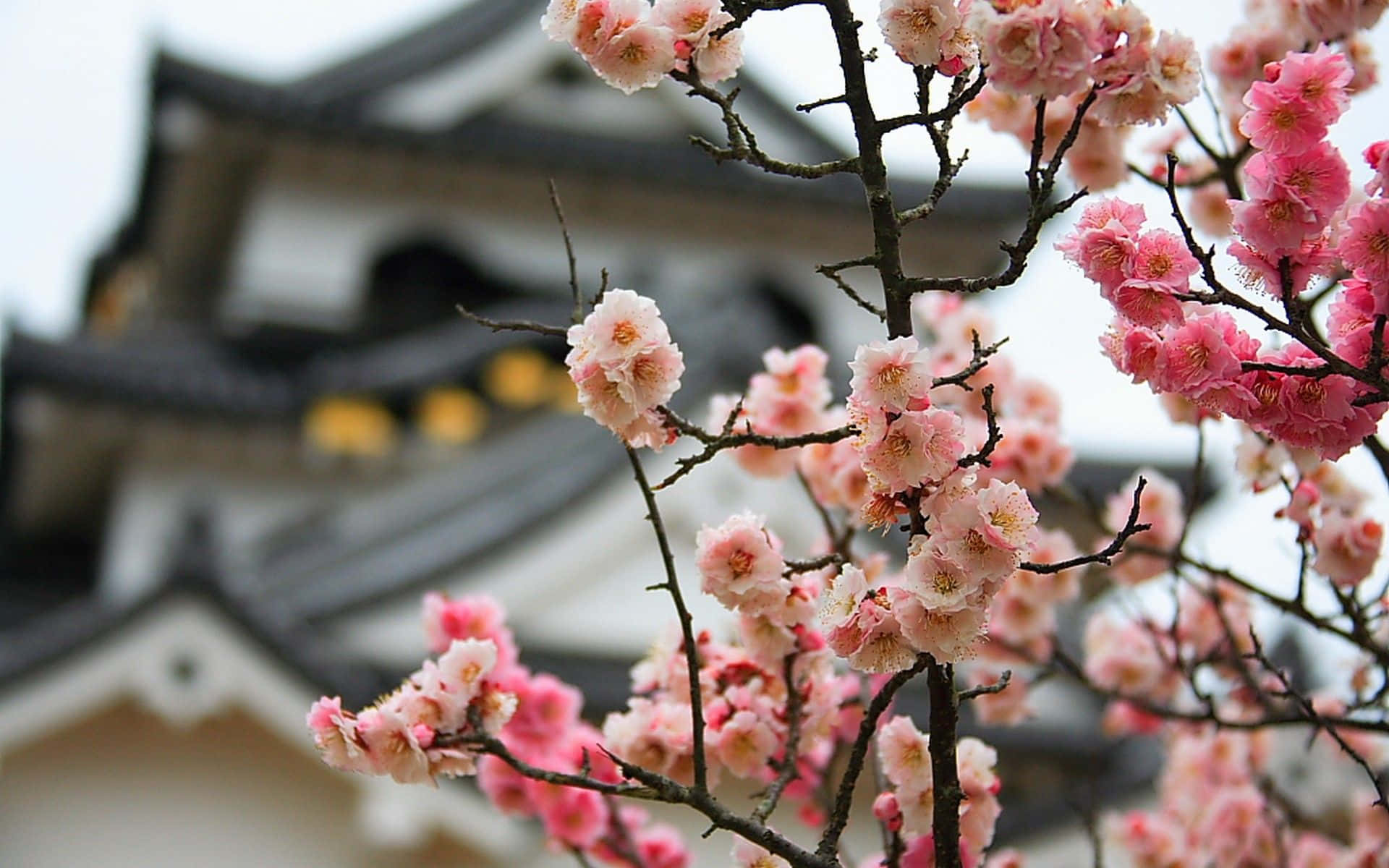 Cherry Blossom At Matsumoto Castle Spring Background